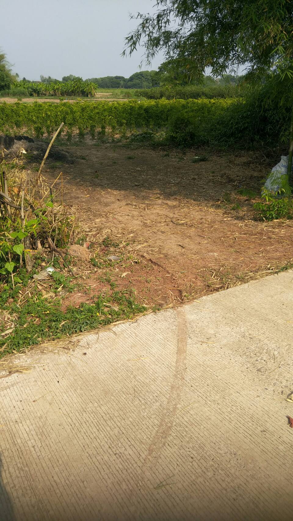 ขายที่ดินหนองคาย บ้านท่ามะเฟือง อ.ท่าบ่อ