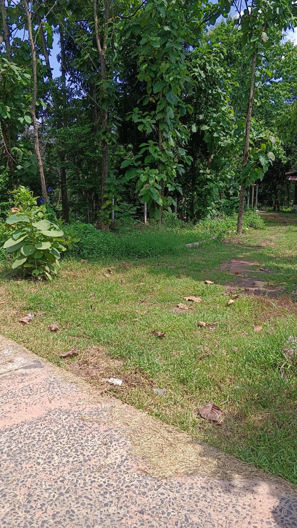ที่ดินสวย ในหมู่บ้าน เหมาะสำหรับ ปลูกบ้านที่อยู่อาศัย และทำสวน