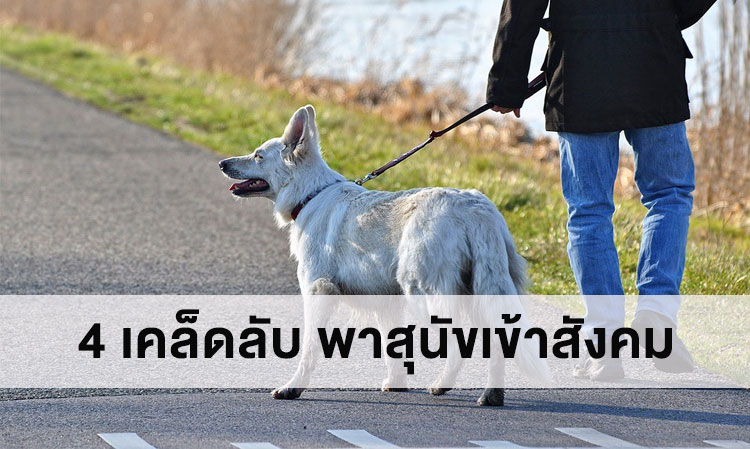 4 Tips for Socializing Your Dog