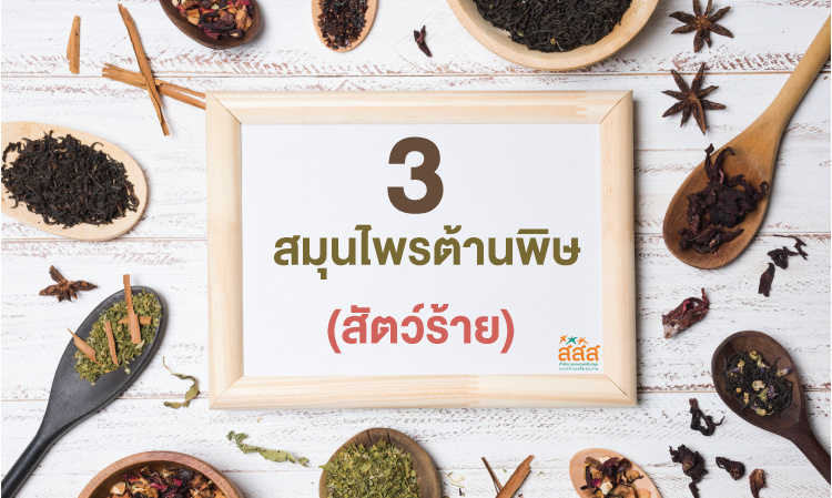 3 สมุนไพรต้านพิษ (สัตว์ร้าย)