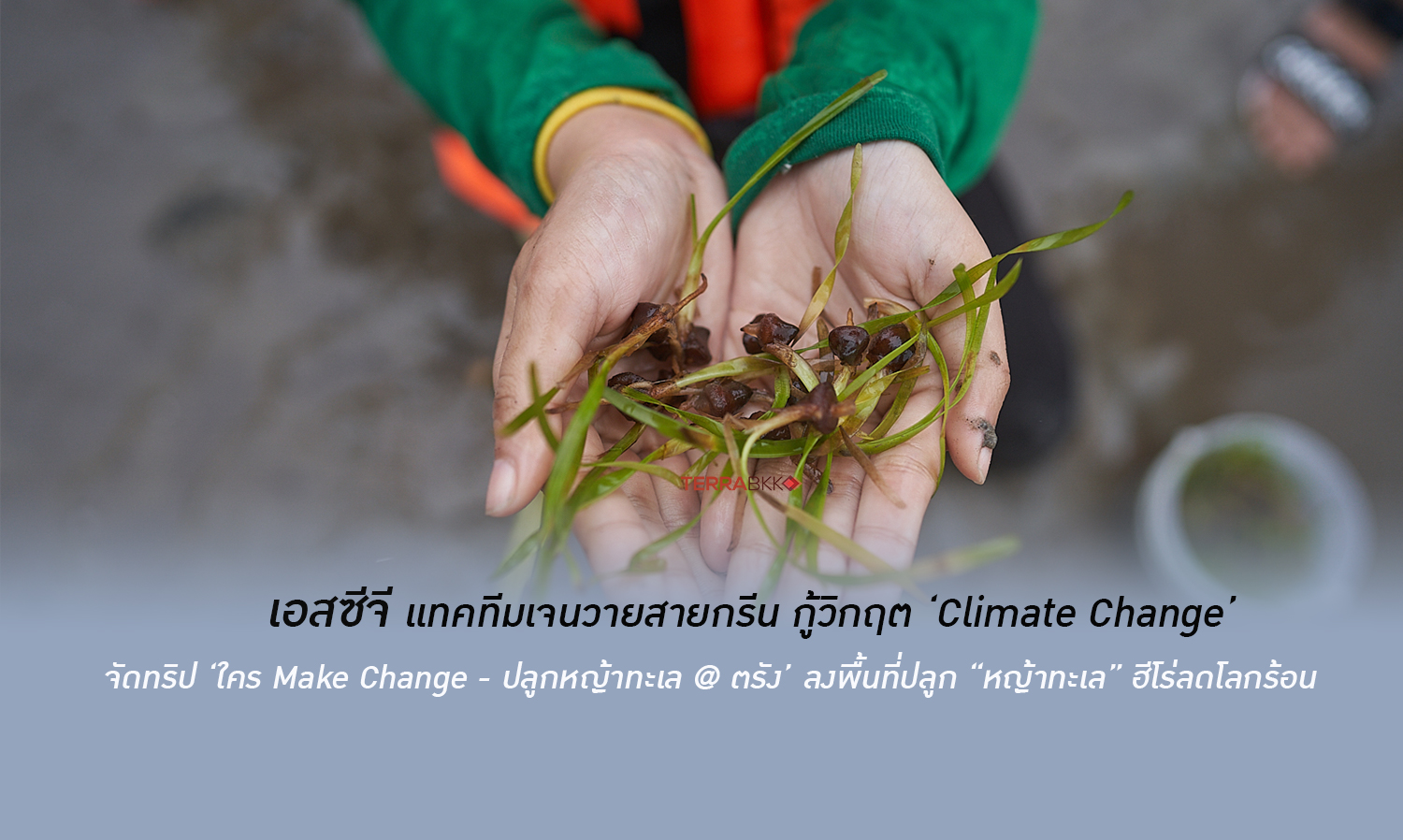 เอสซีจี แทคทีมเจนวายสายกรีน กู้วิกฤต ‘Climate Change’  จัดทริป ‘ใคร Make Change - ปลูกหญ้าทะเล @ ตรัง’ 