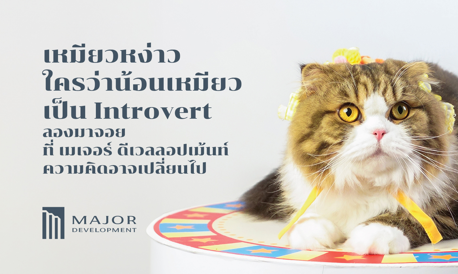 Meow, Who Says Cats Are Introverts? Join Us at Major Development and Change Your Mind!